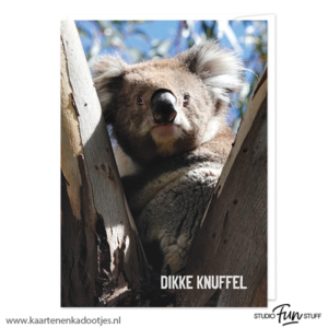 Kaart koala dikke knuffel