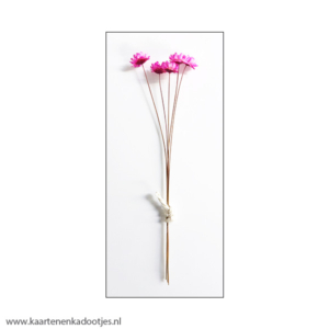 5 Bundels droogbloemetjes glixia fuchsiaroze